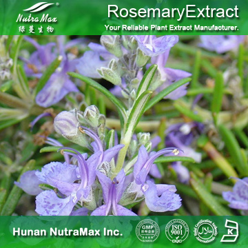 100%Nutramax Supplier -  Rosemary Extract6%-80%Carnosic Acid  