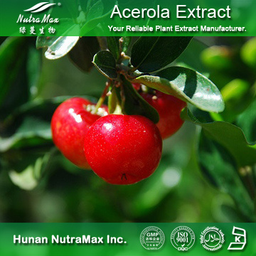 100%Nutramax Supplier - Acerola Cherry Extract 