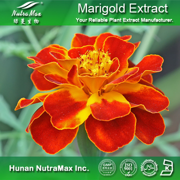 100%Nutramax Supplier - Marigold ExtractSpecification: 5%~70% 