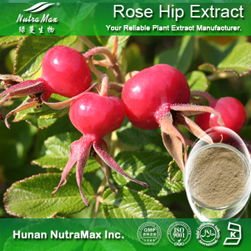 100%Nutramax Supplier - Rose Hip Extract10% 20% 30% polyphenols;
