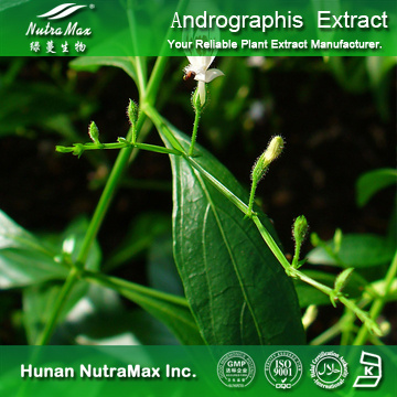100%Nutramax Supplier -Andrographis Paniculata Extract5~90%