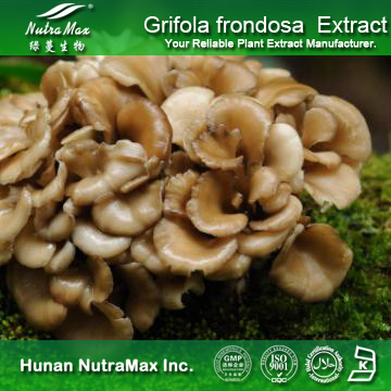 100%Nutramax Supplier -Grifola frondosa extract10%～98% Polysaccharides