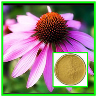 Pure Natural Standardized Polyphenols 4% Echinacea Extract