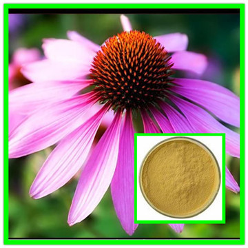 Pure Natural Standardized Polyphenols 4% Echinacea Extract