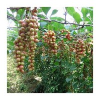 Schisandra Extract，Schizandrin B 1-2%HPLC