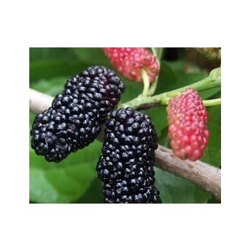 Mulberry Juice Spray Dried Powder  