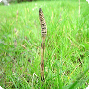 Horsetail Extract