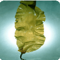  Kelp Extract