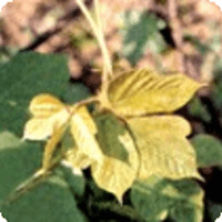 Kudzu Root Extract