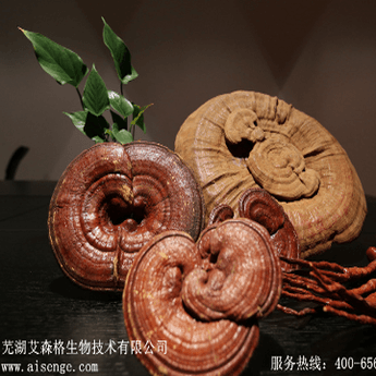 Ganoderma Lucidum Extract                  