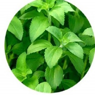 Stevia Leaf P.E. 