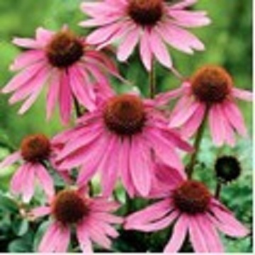   Echinacea P.E