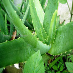 Aloe Extract