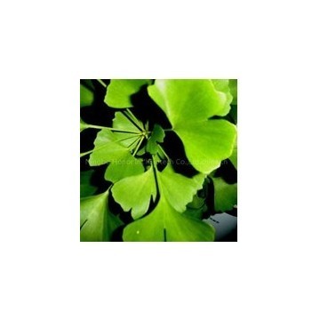  Ginkgo Biloba extract