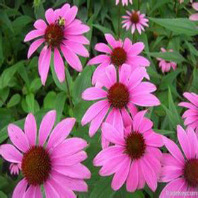 Echinacea Extract