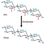 Chitosan