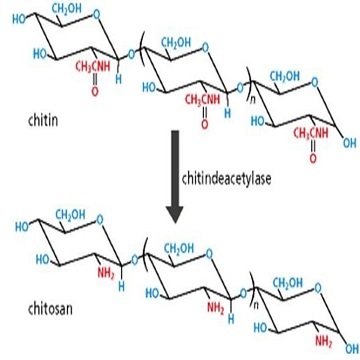 Chitosan