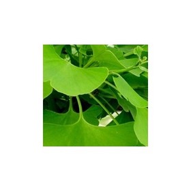 Ginkgo Biloba Extract 