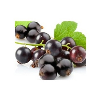 Blackcurrant Extract 