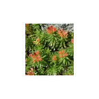 Rhodiola Rosea Extract 