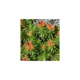 Rhodiola Rosea Extract 