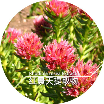 Rhodiola rosea Extract