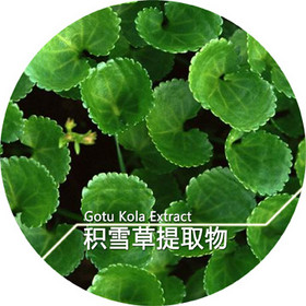 Gotu Kola Extract