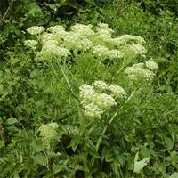 Angelica Extract