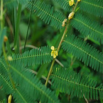 Cassia Nomame Extract