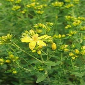 St. Johns Wort extract