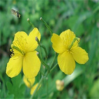 Celandine Extract