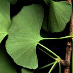 Ginkgo Leaf Extract