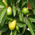 Guava Leaf Extract