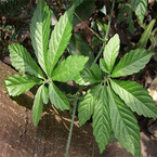 Gynostemma pentaphyllum Extract