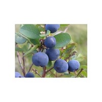 Blueberry Extract   