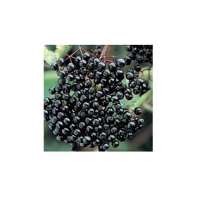 Black Currant Extract   