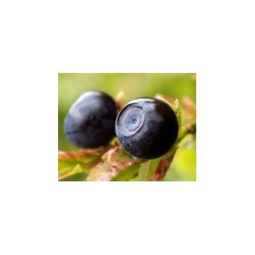 Bilberry Extract   