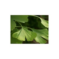 Ginkgo Biloba Extract 