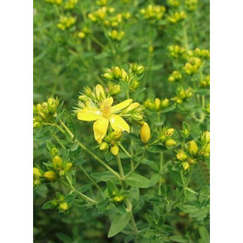 hypericin from hypericum perforatum