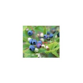 Bilberry Extract