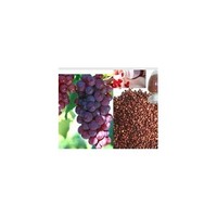 Grape Seed Extract