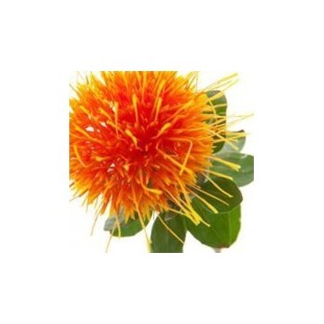 Safflower Oil