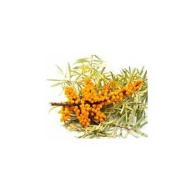 Sea Buckthorn Seed Oil 