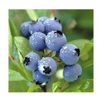Bilberry extract