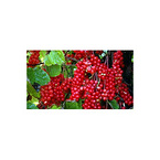 Schisandra Extract