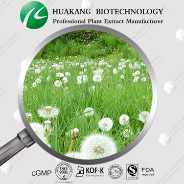 Dandelion Extract Powder Flavone/Flavonoid 