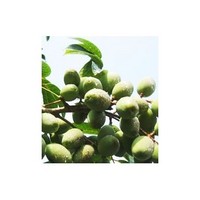Olive Leaf Extract(Oleuropein)