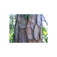 Pine bark P.E