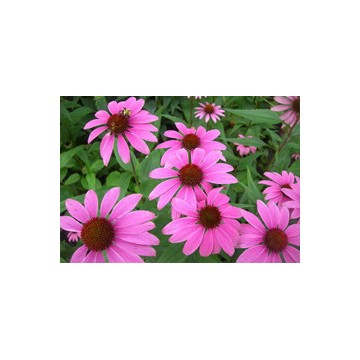 Echinacea P.E.