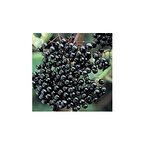 Black Currant Extract 